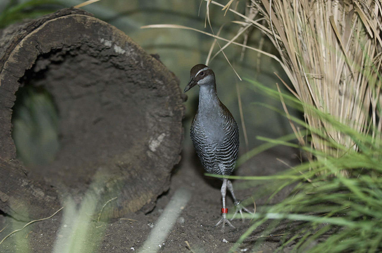 lincoln-park-zoo-bird-photo.jpg