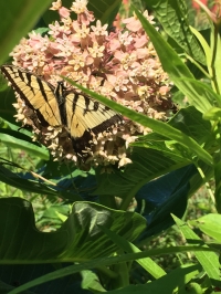 monarch perched on flower